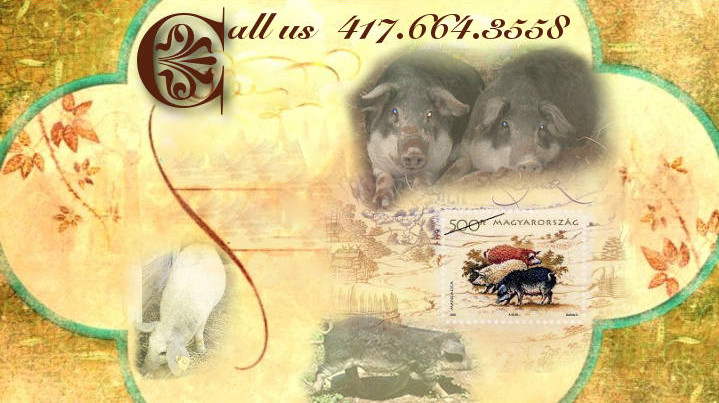 Mangalitsa Pigs USA