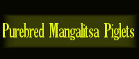 Purebred Mangalitsa Piglets for sale USA